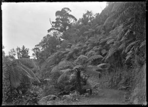 A bend on the Karekare Road with tree ferns above and below the road.