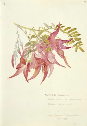 [Holdsworth, Alice Mabel], 1878-1963 :Clianthus puniceus. Parrots Bill or Kaka beak. `Kowhai-Ngatu-Kaka'. From a garden Wanganui - Oct 1937.