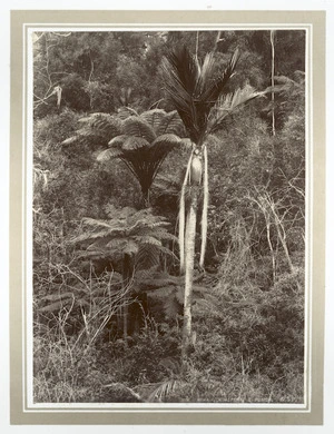 Nikau, king fern and ponga trees, Manawatu