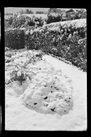 View of snow covered garden and hedge, [Sefton, Canterbury?]