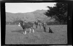 Unidentified people standing in paddock with draught horse in harness and dog, Kaituna area, Canterbury
