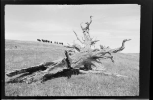 Dead tree in paddock with cattle in background, Banks Peninsula,Kaituna area, Canterbury