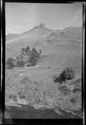 A man with a horse ploughing a [Avoca Valley?] field under tussock covered slopes of the Port Hills and the [Castle Rock?] outcrop, Banks Peninsula, Canterbury Region