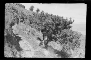 William Williams, Alice Williams and unidentified woman (on left) on Port Hills track with tussock, flax and tree covered slope, Banks Peninsula, Canterbury Region
