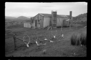 Stag skulls along fence by shed with hills beyond, Stewart Island, (Rakiura)