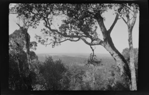 View of trees, bush and hills, Stewart Island, (Rakiura)