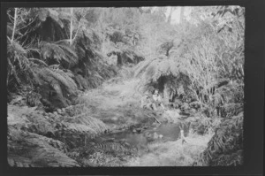 View of native bush area and stream, with William Williams and Alice Williams sitting on a bank, Stewart Island (Rakiura)