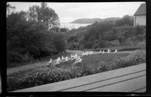 Seagulls on lawn by driveway, overlooking bush and boats in the harbour, Oban, Stewart Island (Rakiura)