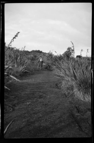 [William Williams] walking on a bush track with flax beside, Stewart Island (Rakiura)