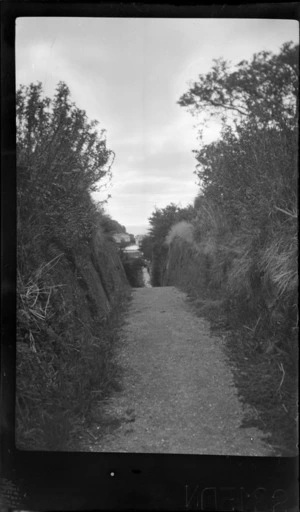 Path leading to house, including bush on either side and harbour in the distance, Oban, Stewart Island (Rakiura)