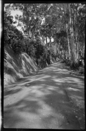 Road through trees, Stewart Island (Rakiura)