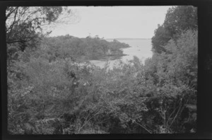 View of shrub and trees, looking out to the bay, Stewart Island (Rakiura)