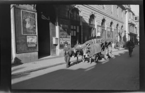 Street scene, a man leading twin oxen pulled wagon full of branches, Pau, South-west France