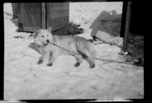 Husky outside, lying on snow next to dog kennel, probably Mount Cook area