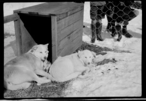 Huskies outside, lying next to dog kennel in fenced area, probably Mount Cook area