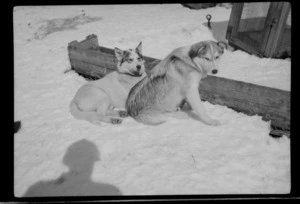 Huskies outside, sitting on snow, near kennel area, probably Mount Cook area