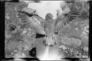 An unidentified man holding a kea with wings outstretched, Mackenzie District, Canterbury Region