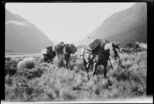 Three pack horses walking through tussock in a mountain valley, [Routeburn Track?] Southland Region