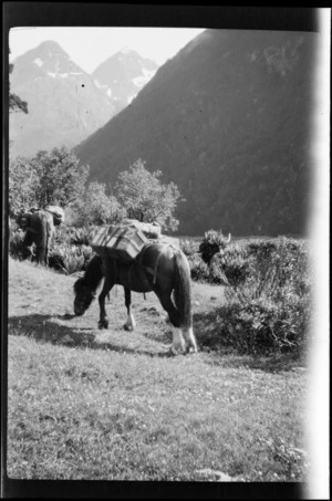Pack horses loaded with gear, grazing in a mountain valley, [Routeburn Track?], Southland Region