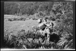 Pack horses grazing among ferns, [Routeburn Track?] Southland Region