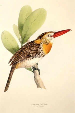 Swainson, William, 1789-1855 :Long-bill'd Puff-bird. T.somnolenta. W.S. [1835]