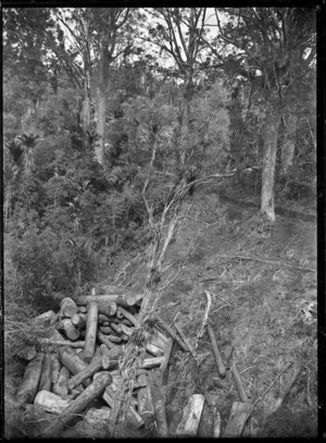 Kauri logs at Parkers Creek in the Piha area.