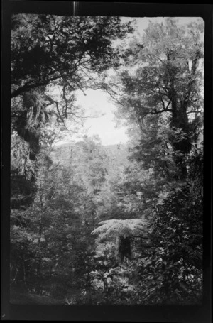 Native forest scene, location unidentified