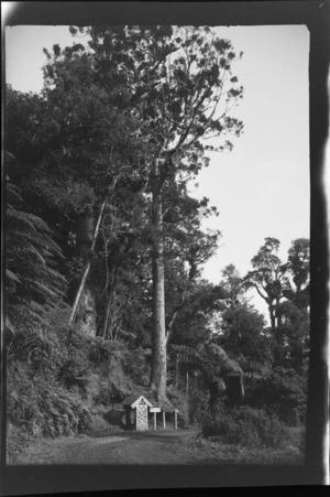 Small hut, decorated with painted Kowhaiwhai patterns, on a walking track at the base of a large kauri tree in native forest, location unidentified
