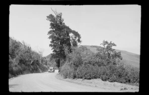 A motorcar on road next to a large native tree, probably Heathcote Valley, Canterbury region