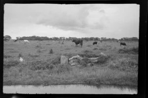 Cattle grazing beside stream, location unidentified