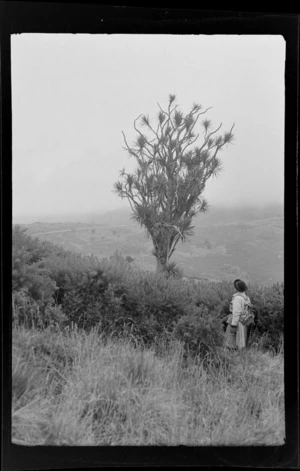 An unidentified woman looking at a cabbage tree, with hillside and track in background, [Port Hills, Canterbury region?]