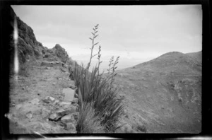 Walking track on side of hill, with flax plant alongside [Port Hills, Canterbury region?]
