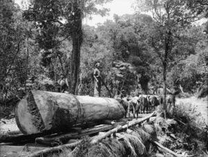 Team of bullocks hauling a Kauri log in North Auckland