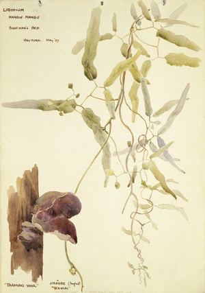 Holdsworth, Alice Mabel, 1878-1963 :Ligodium ; Mangie mangie ; bush man's bed. Taranaki Wool. Harore. Hauturu, May 1937.