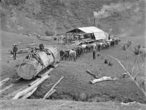 Bushmen with a team of bullocks hauling a Kauri log in North Auckland