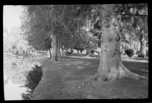 Park scene, including trees and river, [Queenstown-Lakes District]