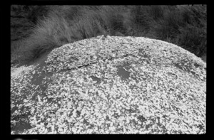 Large shell midden on sand dune, [Kawhia, Otorohanga District, Waikato Region?]