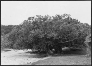 Pohutukawa tree, Bay of Islands