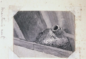 Lister Family :Martin's nest, Roma, Queensland [1890]