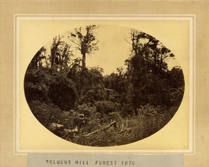 Belmont Hill Forest