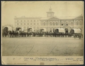 Edmund Wheeler and Son (Firm) :Photograph of horses and wagons in Cathedral Square, Christchurch