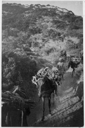 Mules carrying captured Turkish rifles during WWI, Gallipoli Peninsula, Turkey