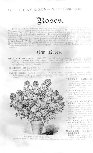 D Hay & Son, Nurserymen :Roses. New roses. Crimson rambler in pot. [Catalogue page 77. 1899].