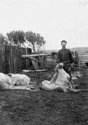 R T Paynter shearing sheep on Pitt Island, Chatham Islands