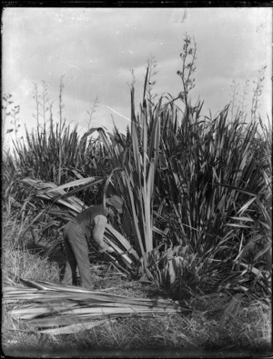 Flax harvesting