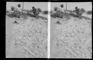 Two men [including Owen Williams?], digging in a sand dune, with bones on sand alongside, location unidentified