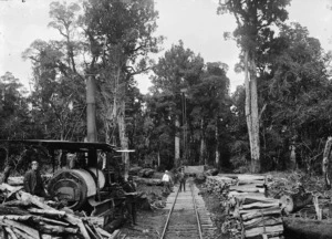 Bush scene at Erua, with timber, bush railway lines, and steam log hauler