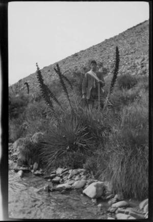 An unidentified man [Owen Williams?], standing among Aciphylla plants next to river, steep slope behind, [Canterbury Region or Southland District?]