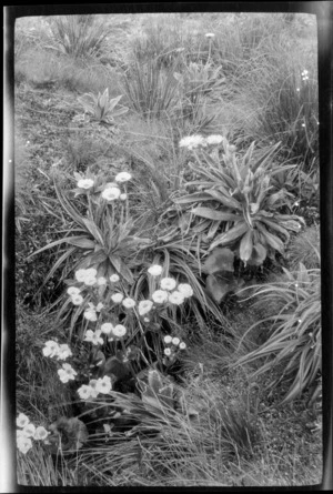 Alpine plants, including Celmisia [and Ranunculus?], [Rakaia, Ashburton District, Canterbury Region?]
