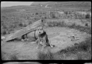 A dog inside a fenced enclosure in an unidentified alpine location, tussocked plains beyond, [Canterbury, Otago or Southland?]